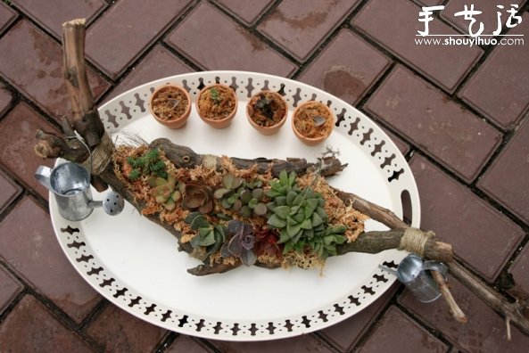 葡萄老根DIY多肉植物盆栽的教程(图14) 葡萄老根DIY多肉植物盆栽的教程(图14)
