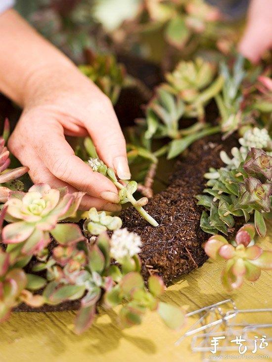 DIY漂亮多肉植物花环 装饰温馨家居生活(图6)