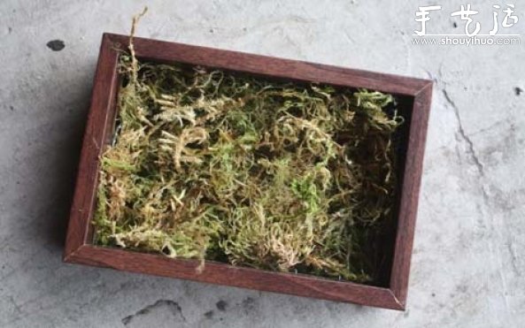 手工制作多肉植物画框的教程(图4) 手工制作多肉植物画框的教程(图4)