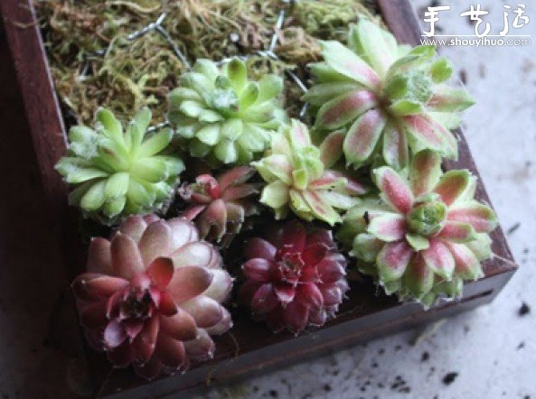 手工制作多肉植物画框的教程 - 功圣花卉