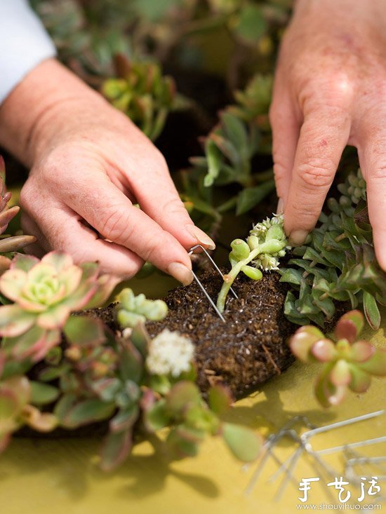 DIY漂亮多肉植物花环 装饰温馨家居生活(图7)