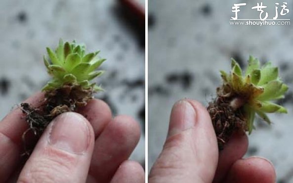 手工制作多肉植物画框的教程(图8) 手工制作多肉植物画框的教程(图8)