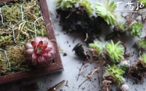 手工制作多肉植物画框的教程(图9) 手工制作多肉植物画框的教程(图9)