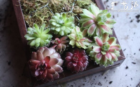 手工制作多肉植物画框的教程(图10) 手工制作多肉植物画框的教程(图10)