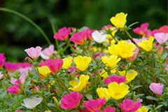 春播花卉巧施鸡粪肥最好 - 功圣花卉