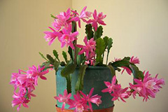 令箭荷花巧养护 - 功圣花卉