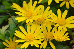 菊花秋天养护要注意的六点 - 功圣花卉