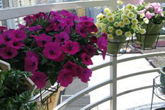 养花新手必读 - 功圣花卉