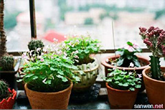 春季家庭养花说道多 - 功圣花卉