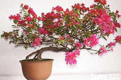 盆养三角梅要注意的地方 - 功圣花卉