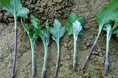 大丽花扦插小苗的栽培技巧 - 功圣花卉