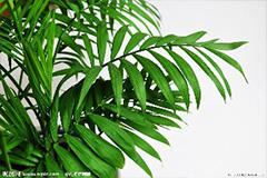 散尾葵叶片向下披的解决办法 - 功圣花卉