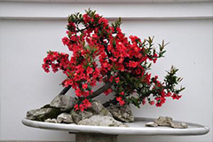 春季家庭养花注意事项 - 功圣花卉