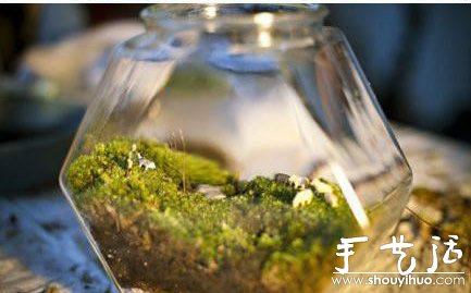 手工DIY苔藓盆景的教程 - 功圣花卉