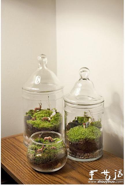 手工DIY苔藓盆景的教程(图2)