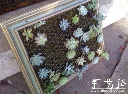 超强大的立体盆景DIY - 功圣花卉