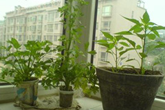 盆栽植物巧变水培植物 - 功圣花卉