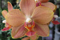 家庭栽培蝴蝶兰失败的原因 - 功圣花卉