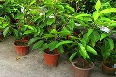 春季盆栽白兰需剪枝 - 功圣花卉