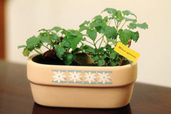 春养盆花需要注意三个“缓” - 功圣花卉