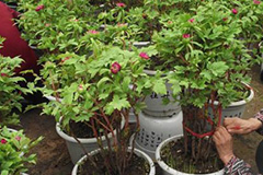 气温不稳定 盆栽花木冻伤措施 - 功圣花卉