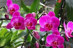 人工蝴蝶兰冬春不开花原因 - 功圣花卉