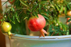 盆栽石榴的春季养护需注意的八点 - 功圣花卉