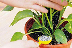 给盆花施肥需要掌握的学问 - 功圣花卉