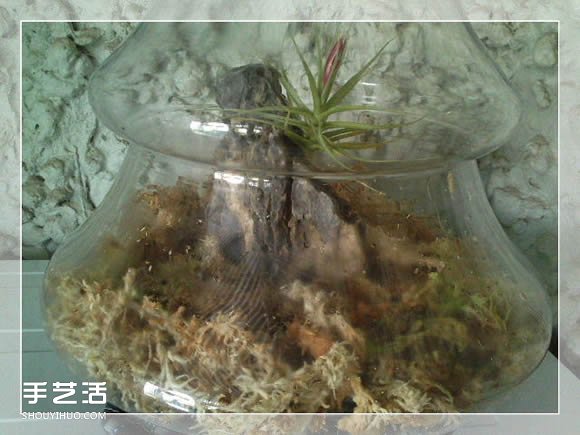 密封玻璃容器盆景DIY 几乎不要浇水和施肥(图8)