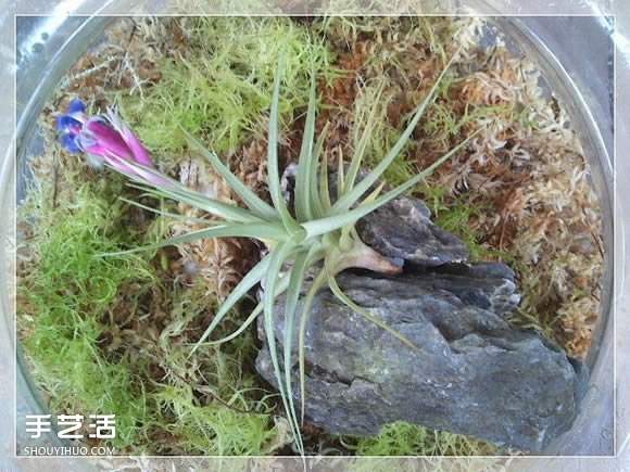 密封玻璃容器盆景DIY 几乎不要浇水和施肥(图9)