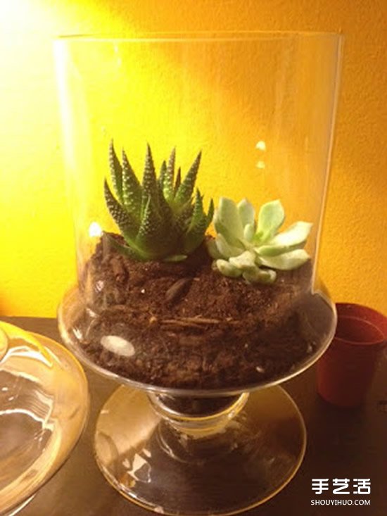 [教程]如何随手利用家里现有的小东西做植物盆景(图12)