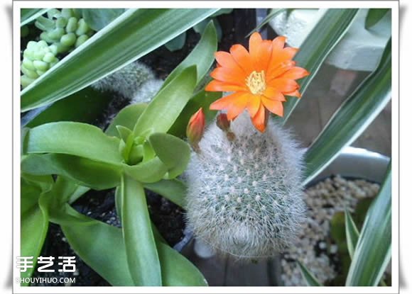 废品利用手工制作盆景 塑料废弃物DIY盆景教程(图19)