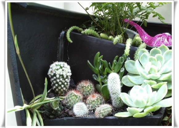 破花盆变盆景的方法 DIY破花盆盆景小制作(图12) 破花盆变盆景的方法 DIY破花盆盆景小制作(图12)