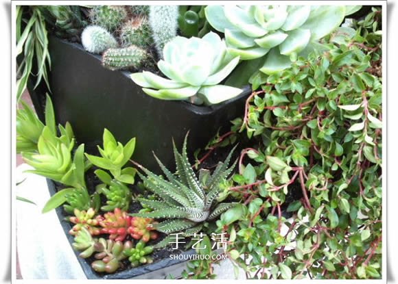 破花盆变盆景的方法 DIY破花盆盆景小制作(图14) 破花盆变盆景的方法 DIY破花盆盆景小制作(图14)