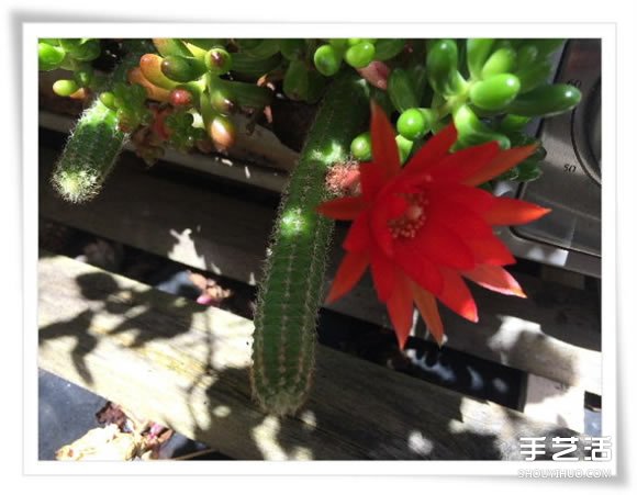 微型花园：废旧烤面包机改造制作的美丽盆景(图17)