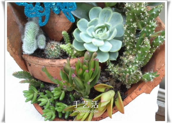 破花盆变盆景的方法 DIY破花盆盆景小制作(图22) 破花盆变盆景的方法 DIY破花盆盆景小制作(图22)