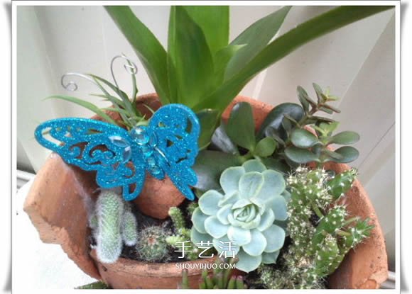 破花盆变盆景的方法 DIY破花盆盆景小制作(图21) 破花盆变盆景的方法 DIY破花盆盆景小制作(图21)