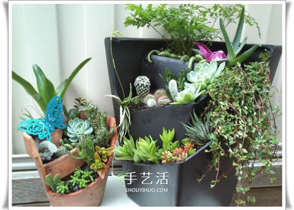 破花盆变盆景的方法 DIY破花盆盆景小制作(图23) 破花盆变盆景的方法 DIY破花盆盆景小制作(图23)