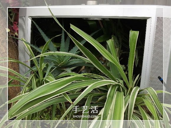 旧烤箱废物利用 改造成园艺盆景的小制作方法(图12)