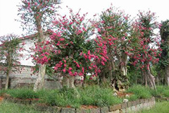 冬季露天花木养护技术 - 功圣花卉