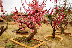 合理给梅花浇水 - 功圣花卉