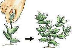 花卉如何摘心 - 功圣花卉