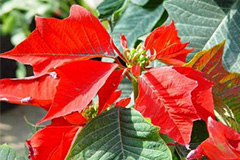 一品红提早开花措施 - 功圣花卉