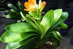 君子兰断叶再植法 - 功圣花卉