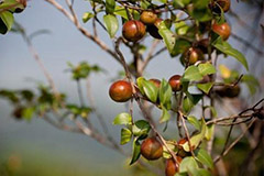 山茶花种子怎么处理 - 功圣花卉