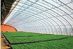花卉栽培日光温室的类型与应用 - 功圣花卉