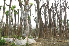 苗木新植后假活原因分析与应对措施 - 功圣花卉