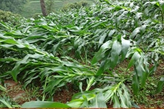 暴风雨过后花卉管理措施 - 功圣花卉