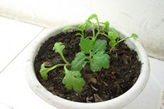 盆栽菊花的插芽儿方法 - 功圣花卉