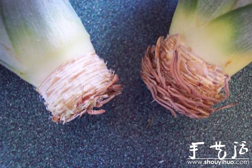 在家种菠萝图解教程(图5)